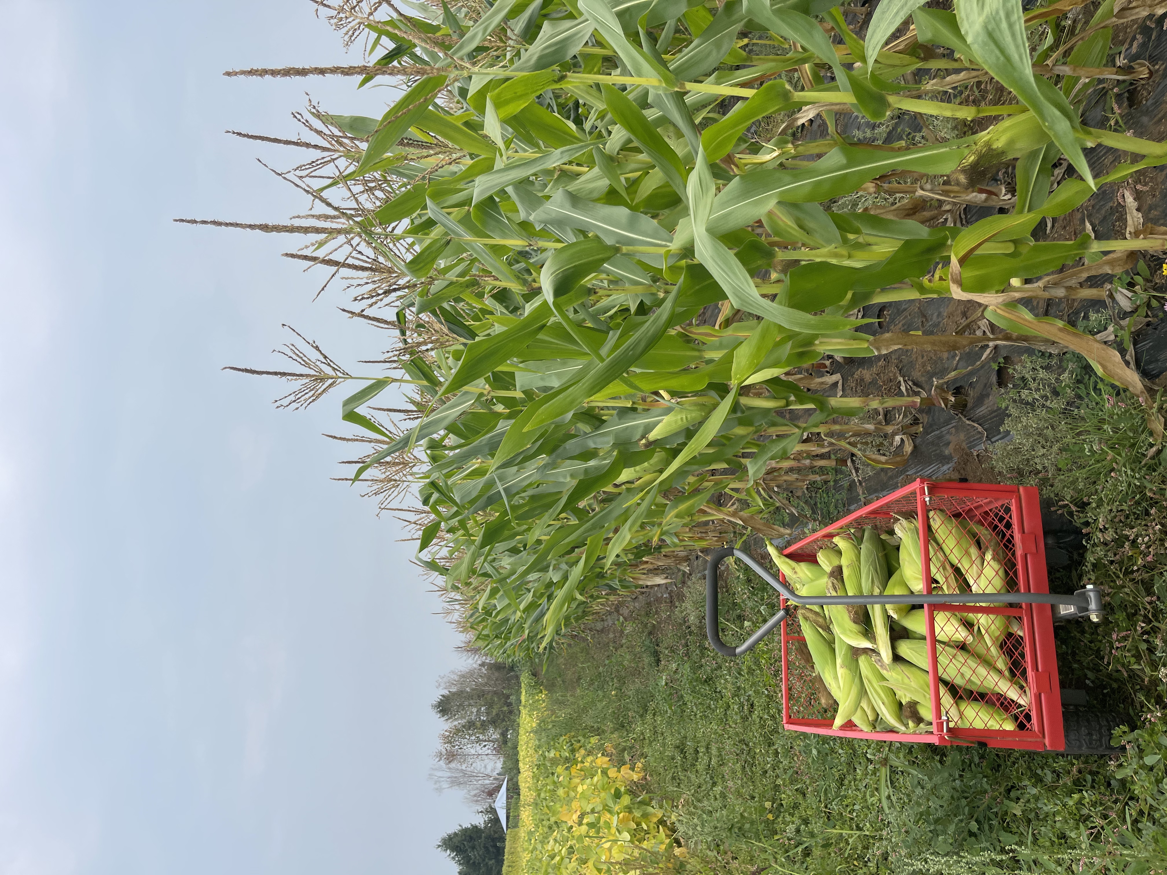 Field-grown staples