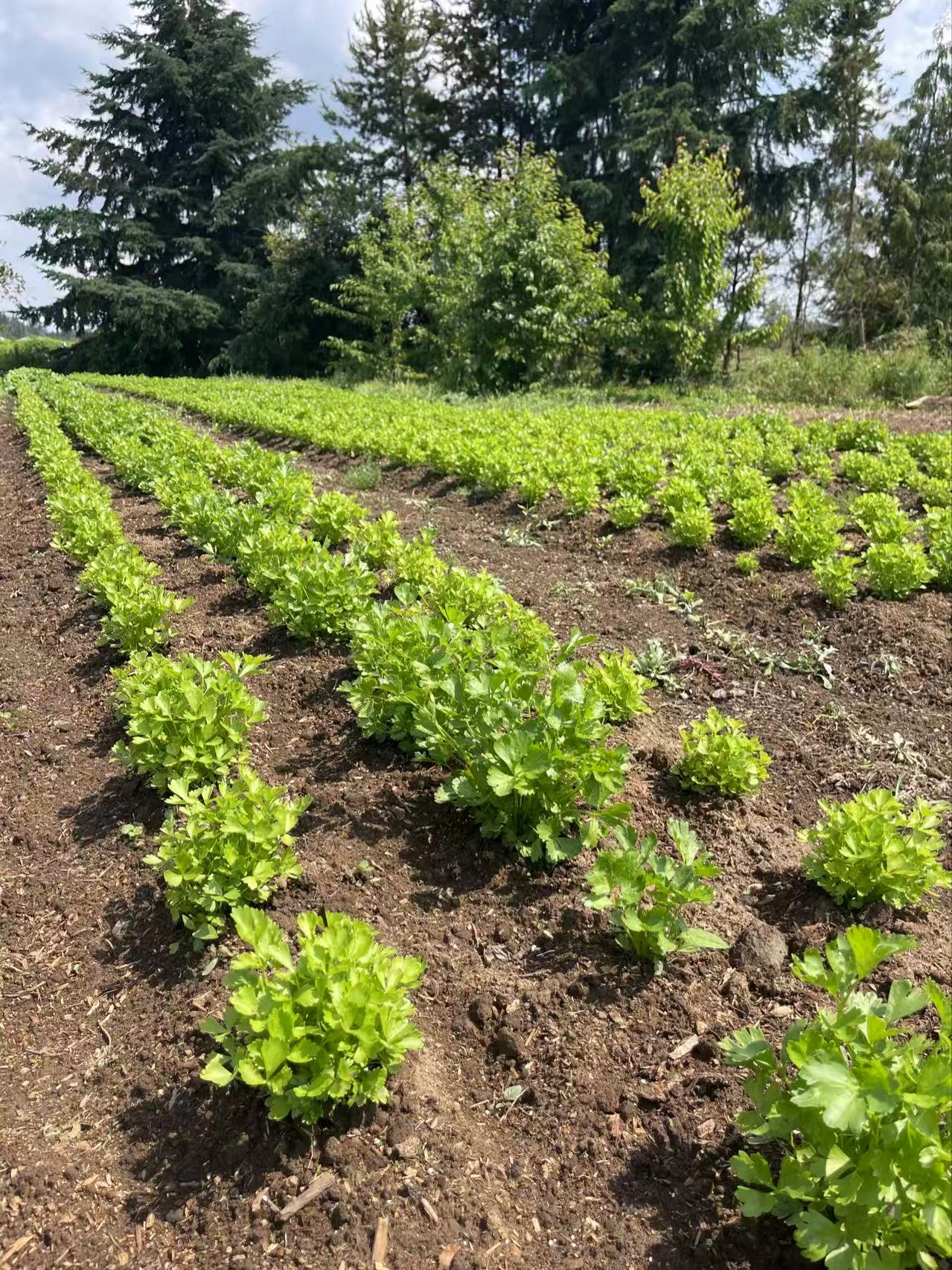 Fresh greens
