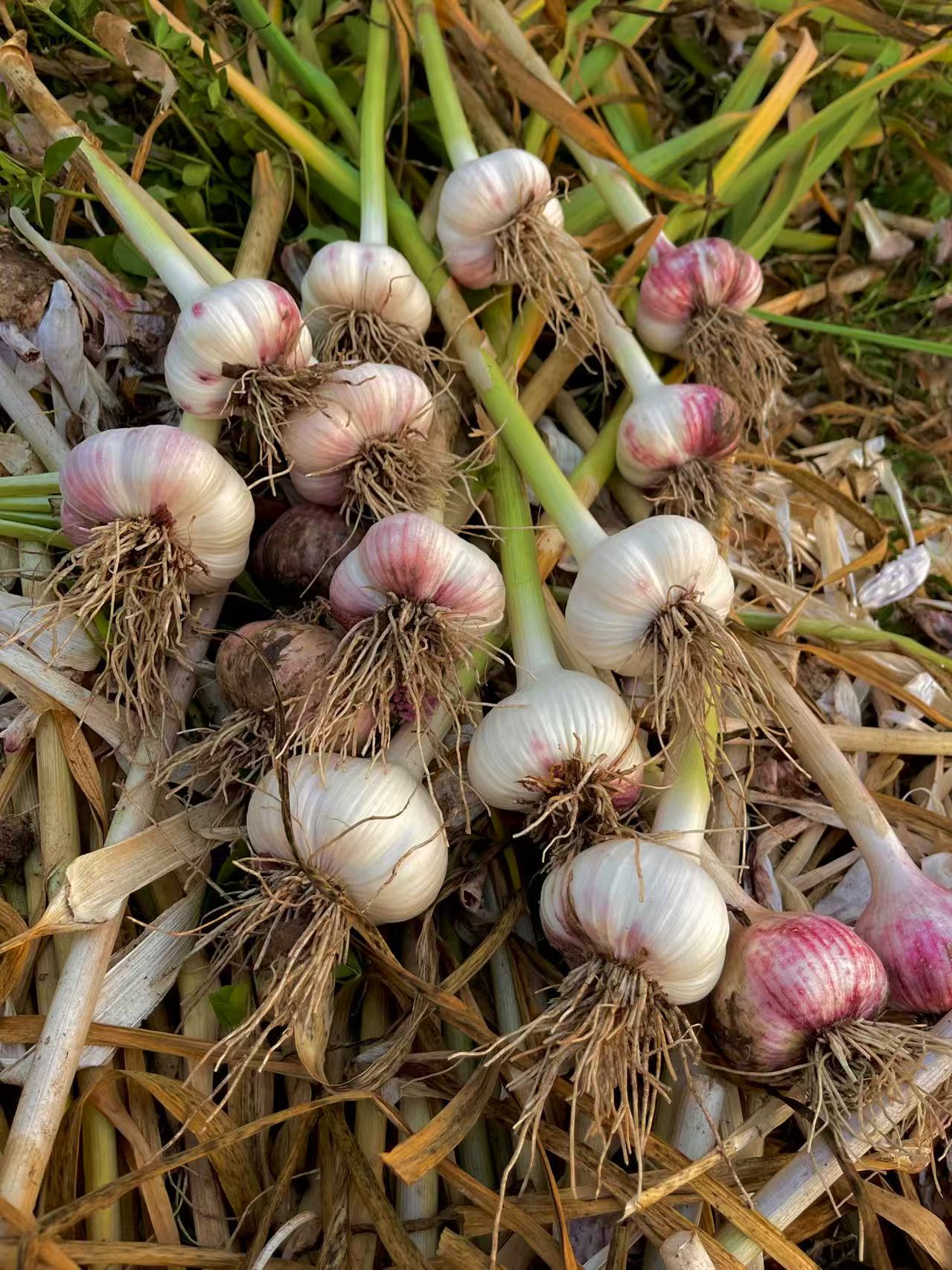 Roots and pods