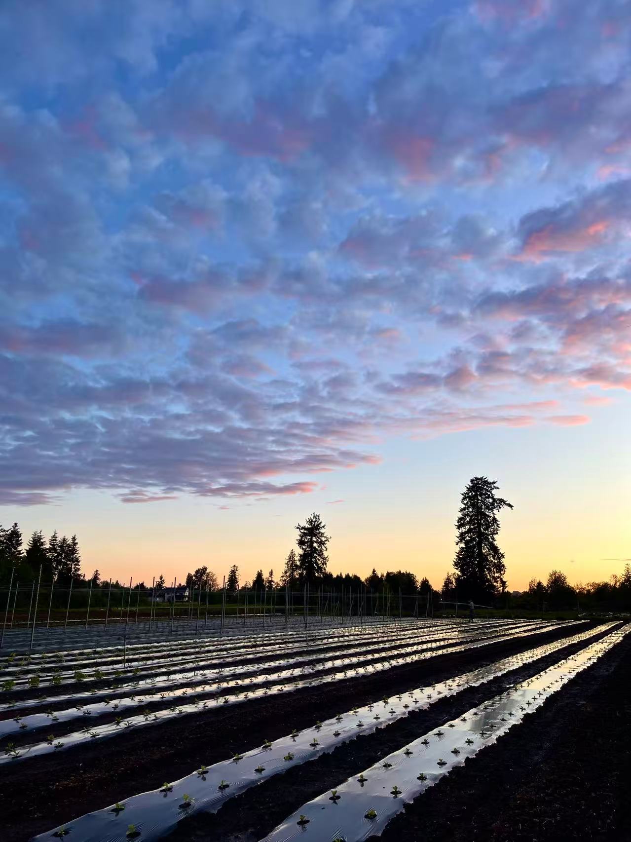 Lush Valley Farm fields