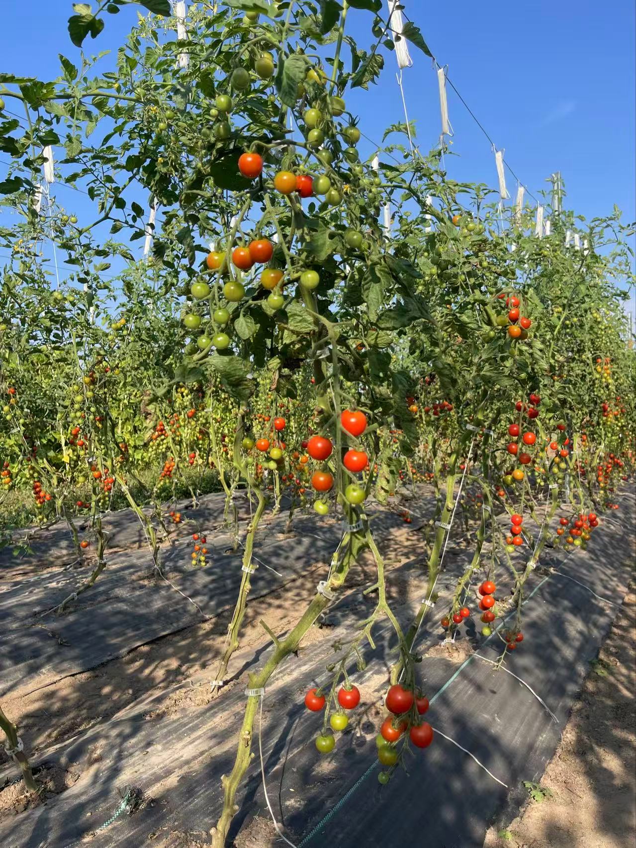 Farm produce
