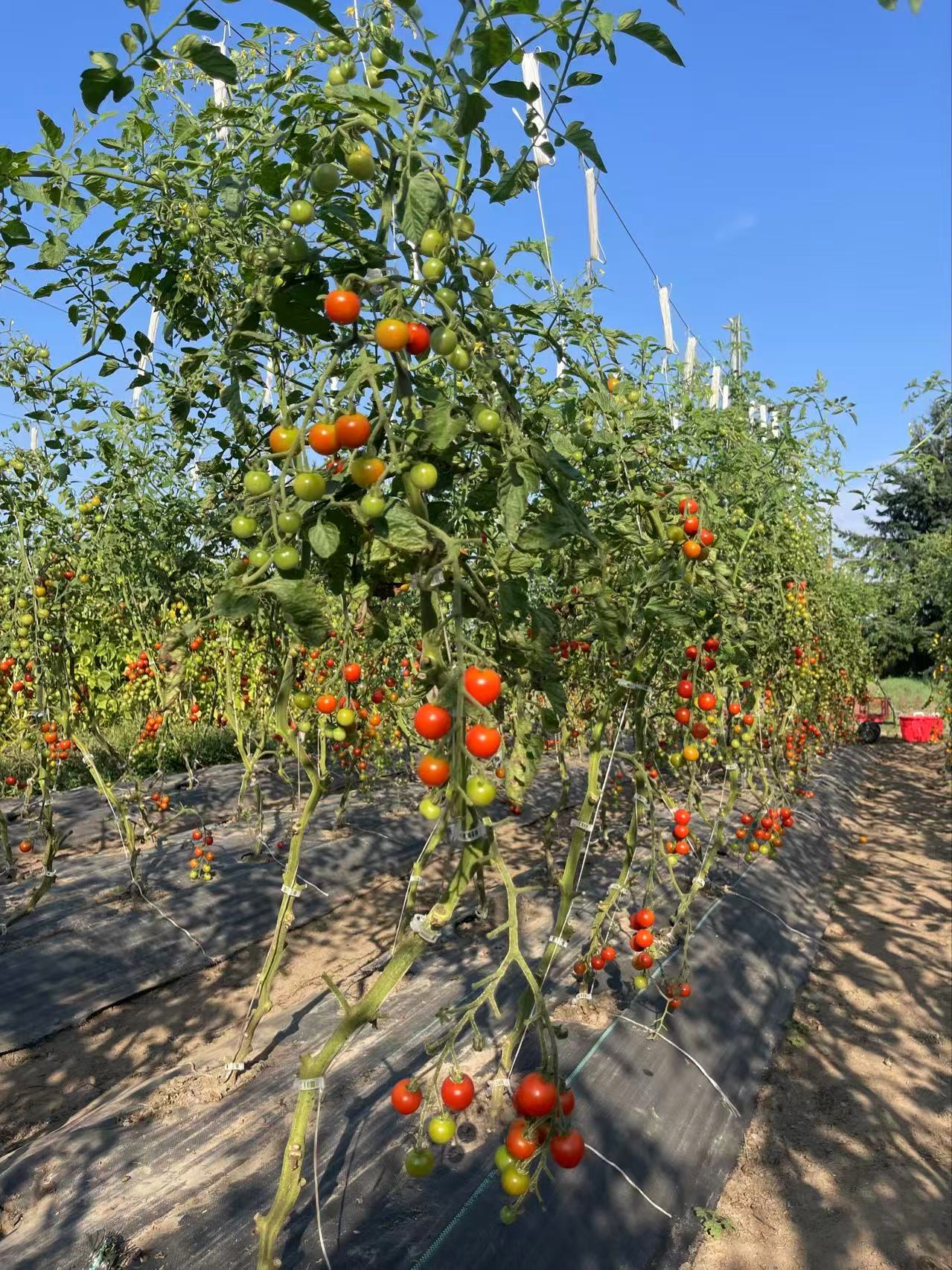 Cherry tomatoes