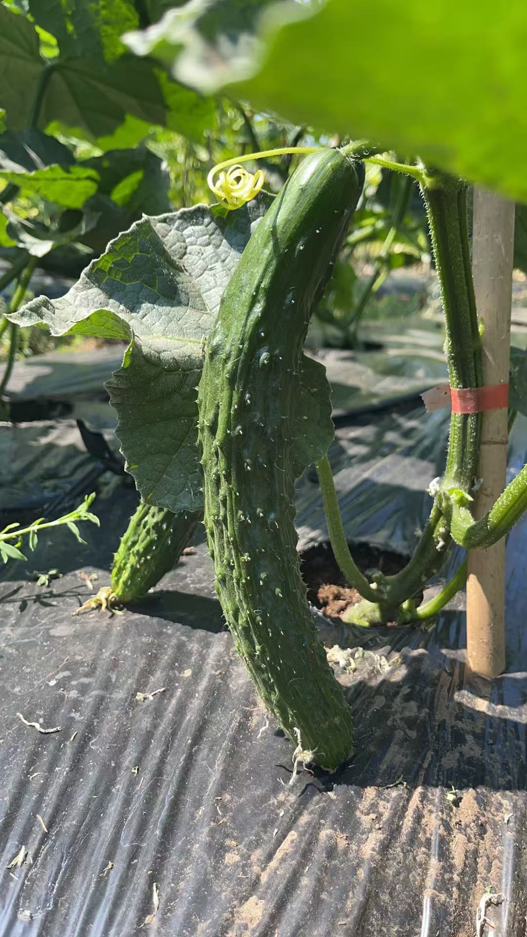 Cucumbers