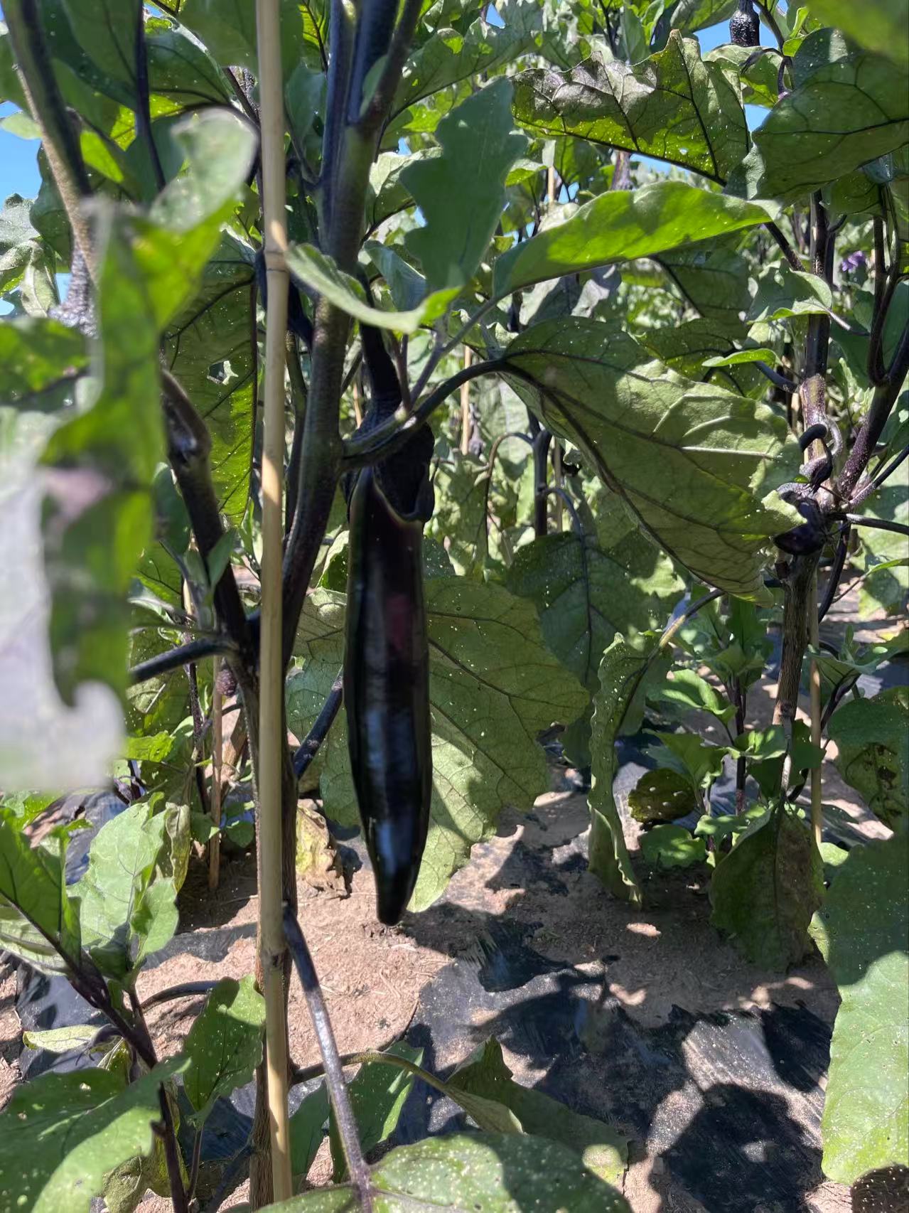 Eggplant