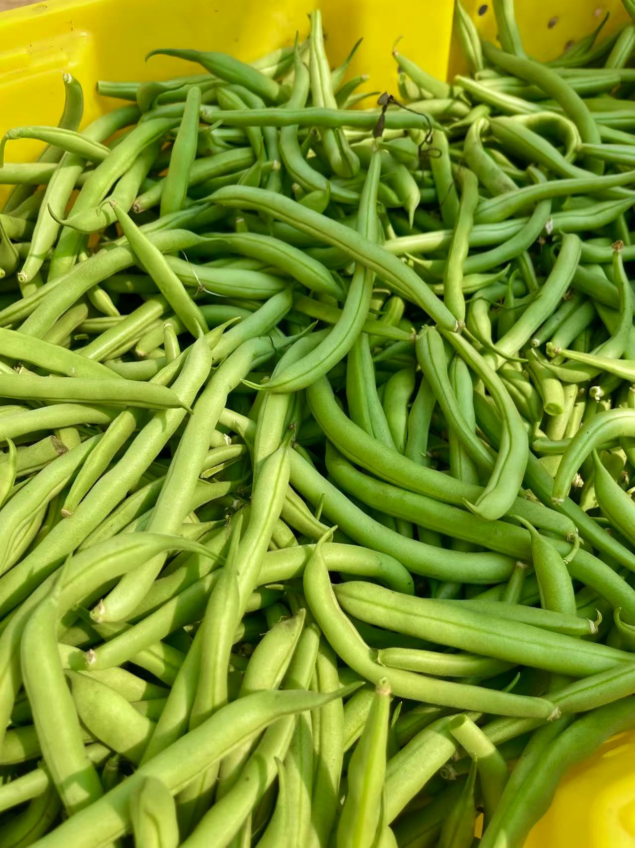 Green beans