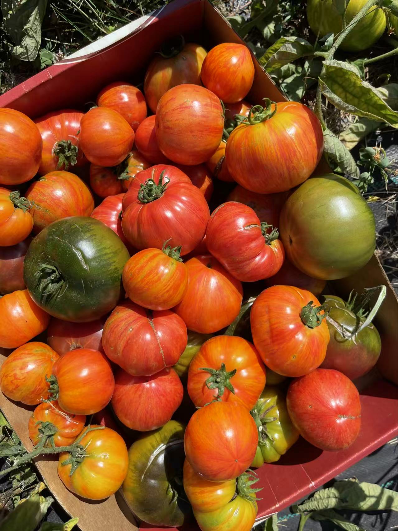 Heirloom tomatoes