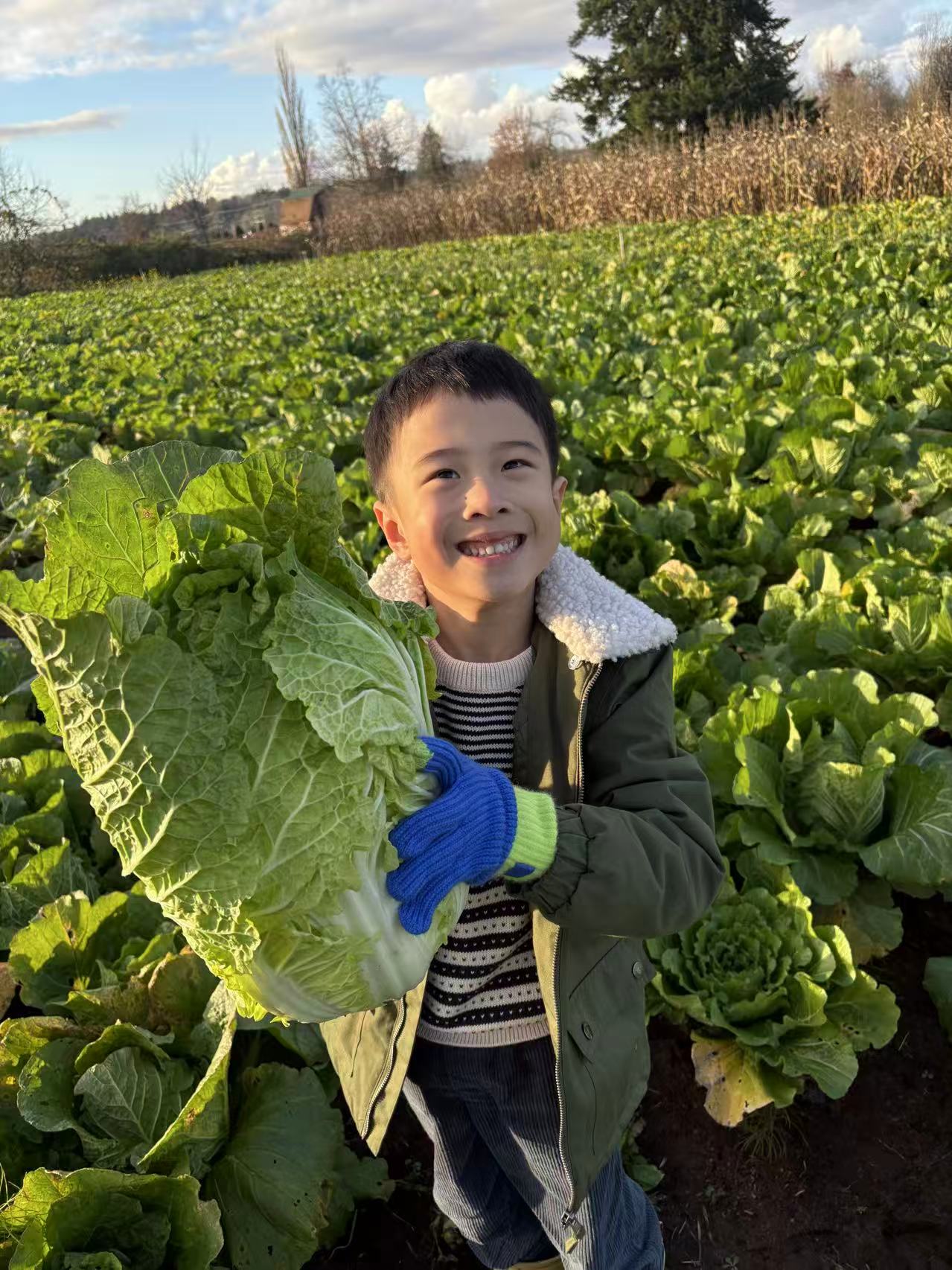 Napa cabbage
