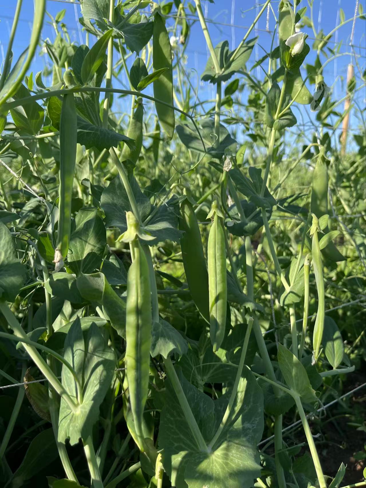 Peas