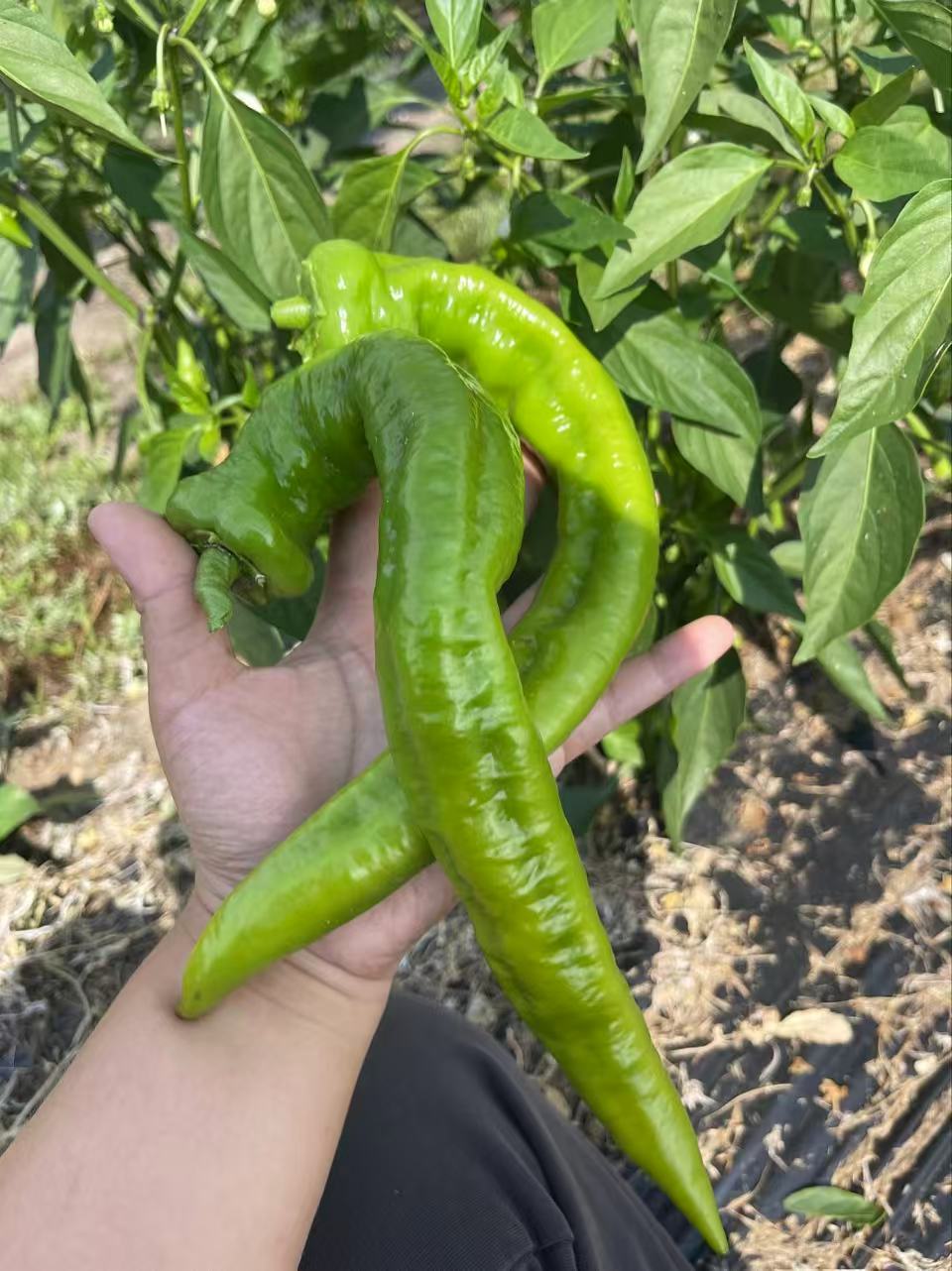 Peppers
