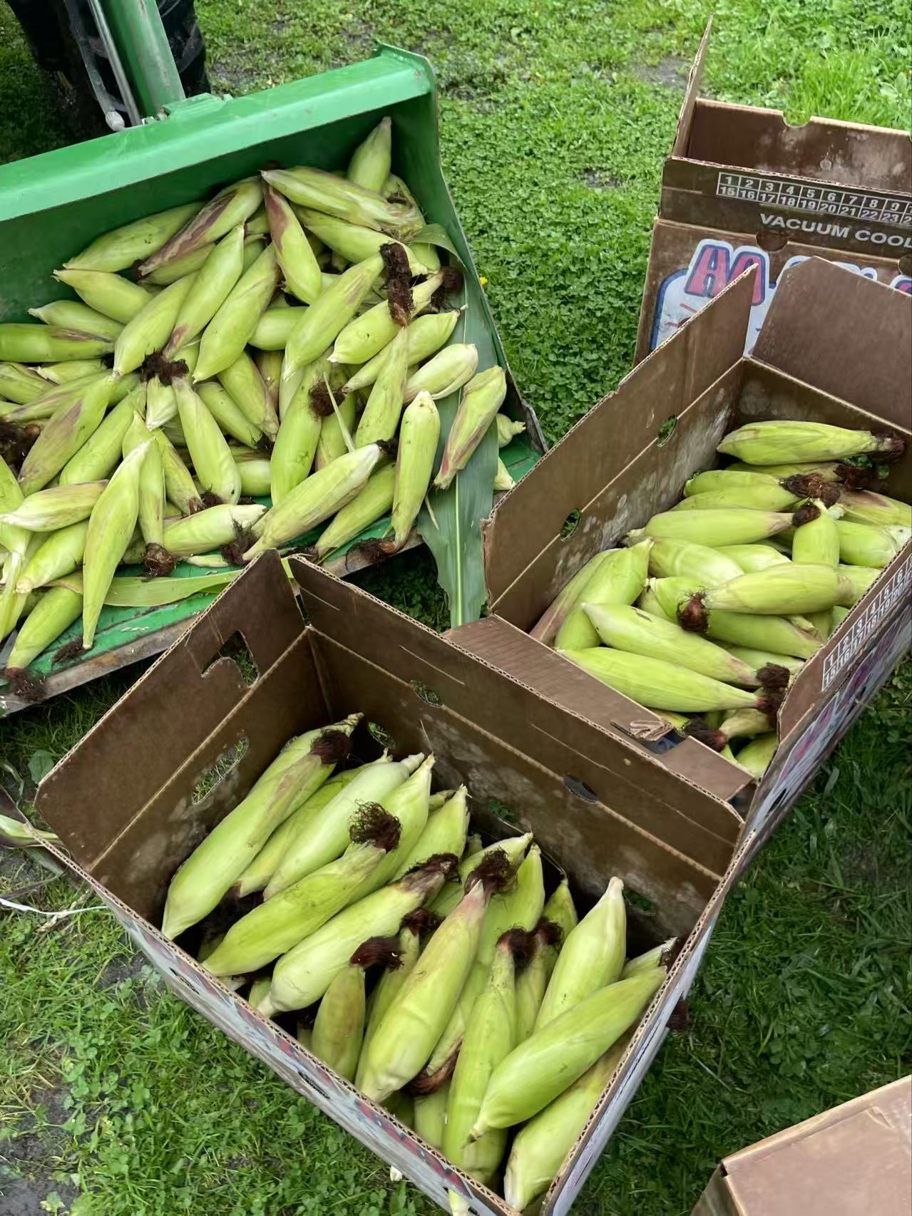 Sweet corn